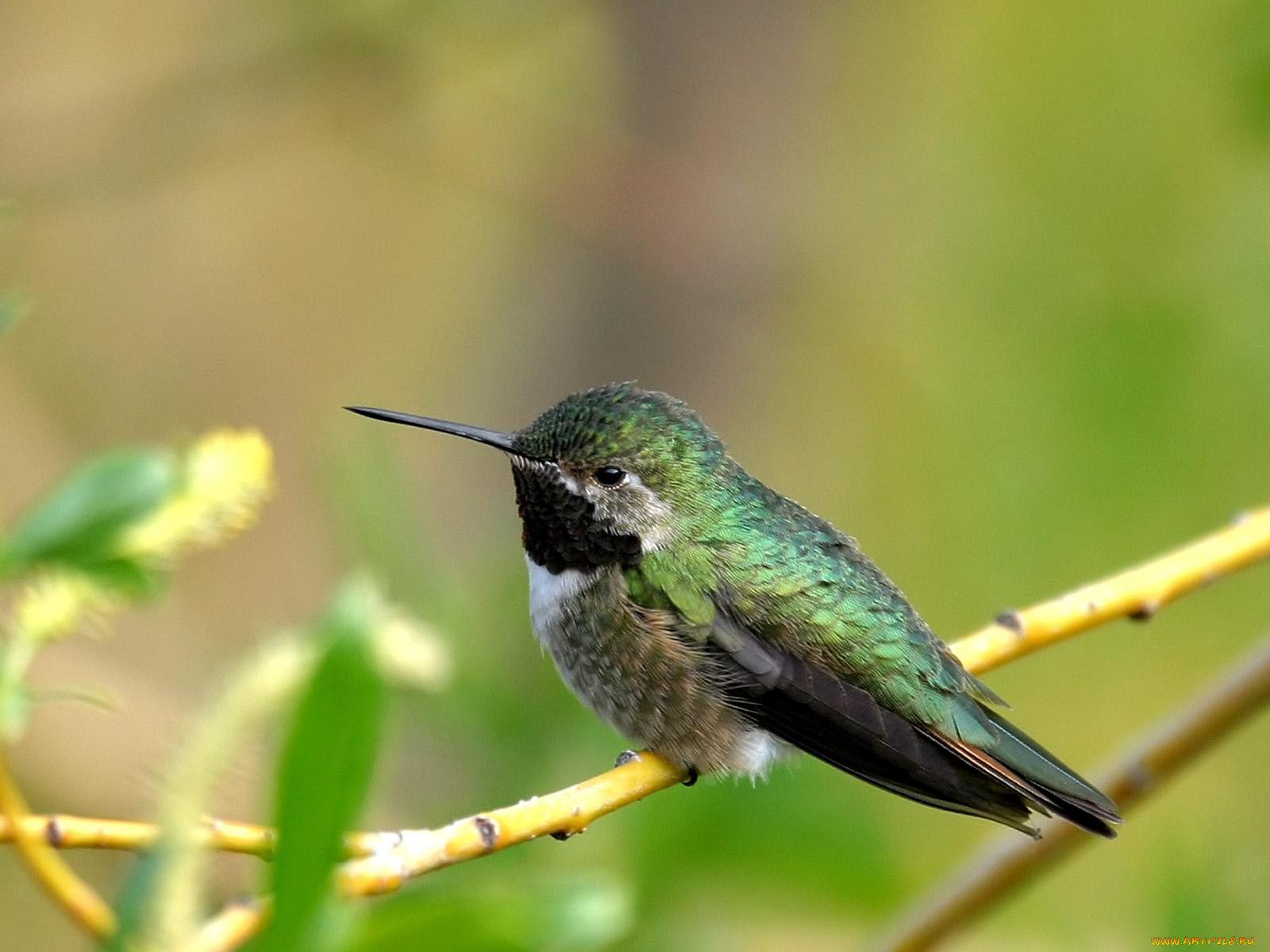 calliope, male, hummer, , 